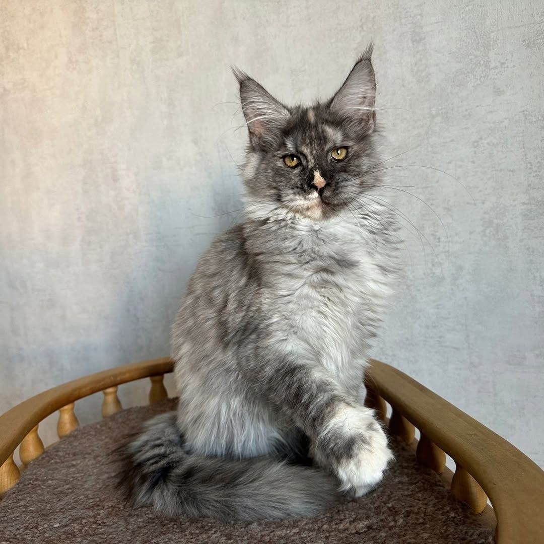 Maine Coon Katzen zu Verkaufen