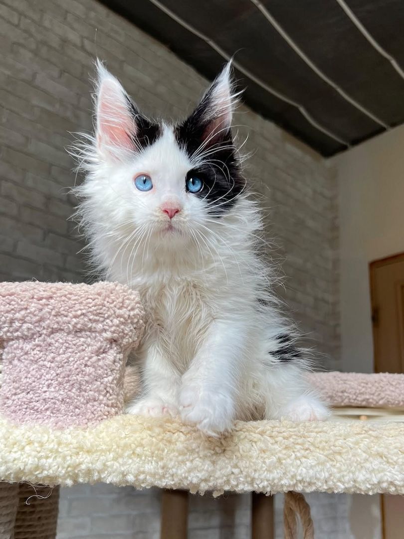 Maine Coon Katzen zu Verkaufen