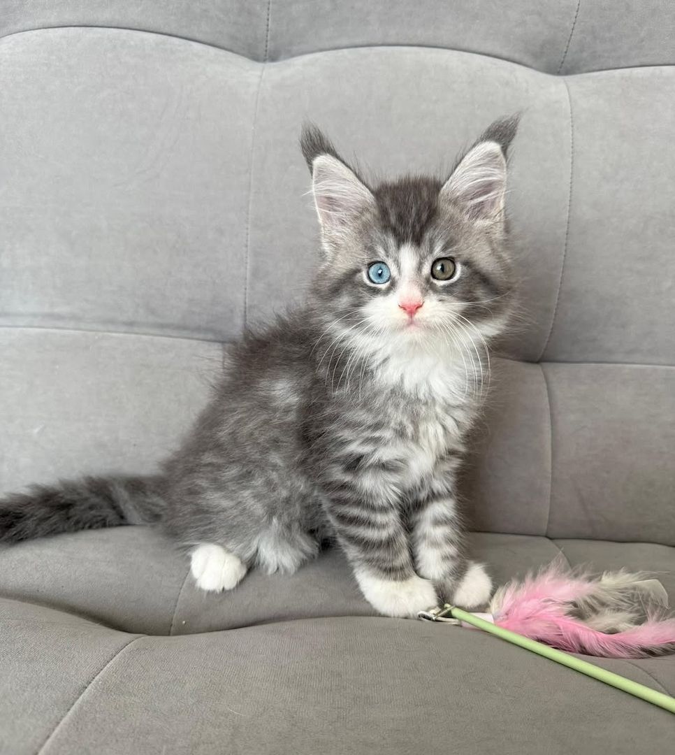 Maine Coon Katzen zu Verkaufen