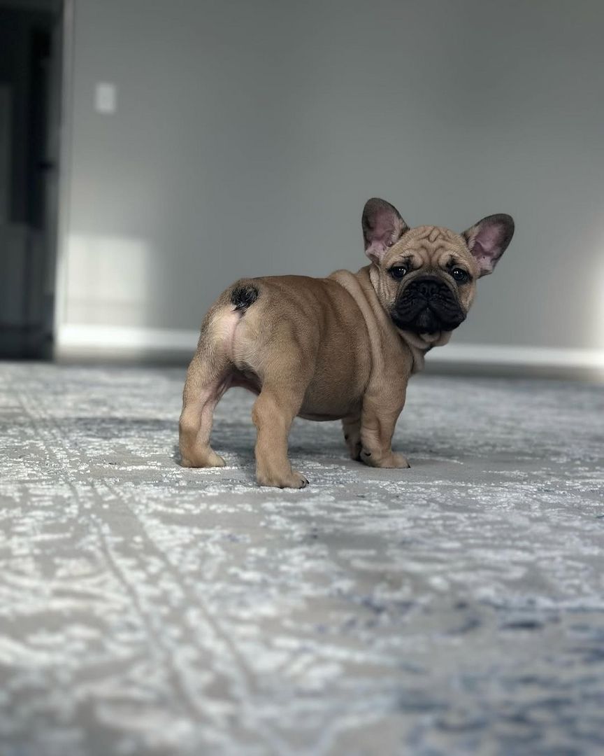 Französische Bulldoggen Welpen zu Verkaufen