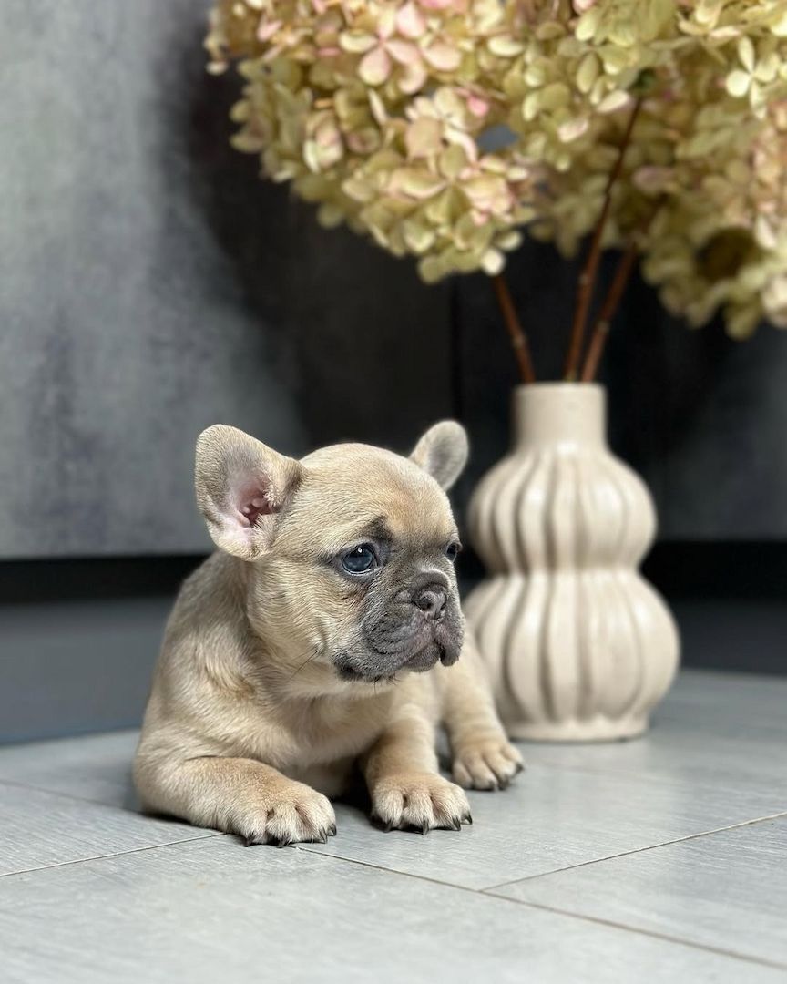 Französische Bulldoggen Welpen zu Verkaufen