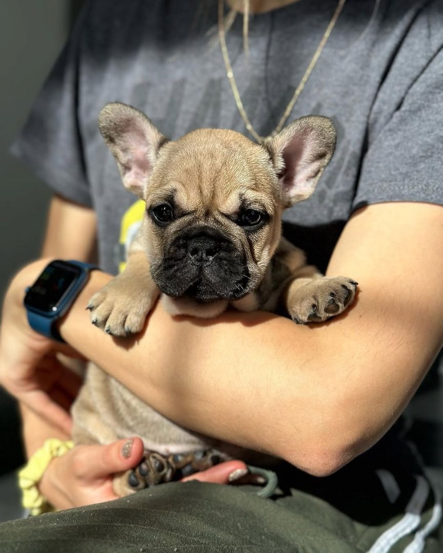 Französische Bulldoggen Welpen zu Verkaufen