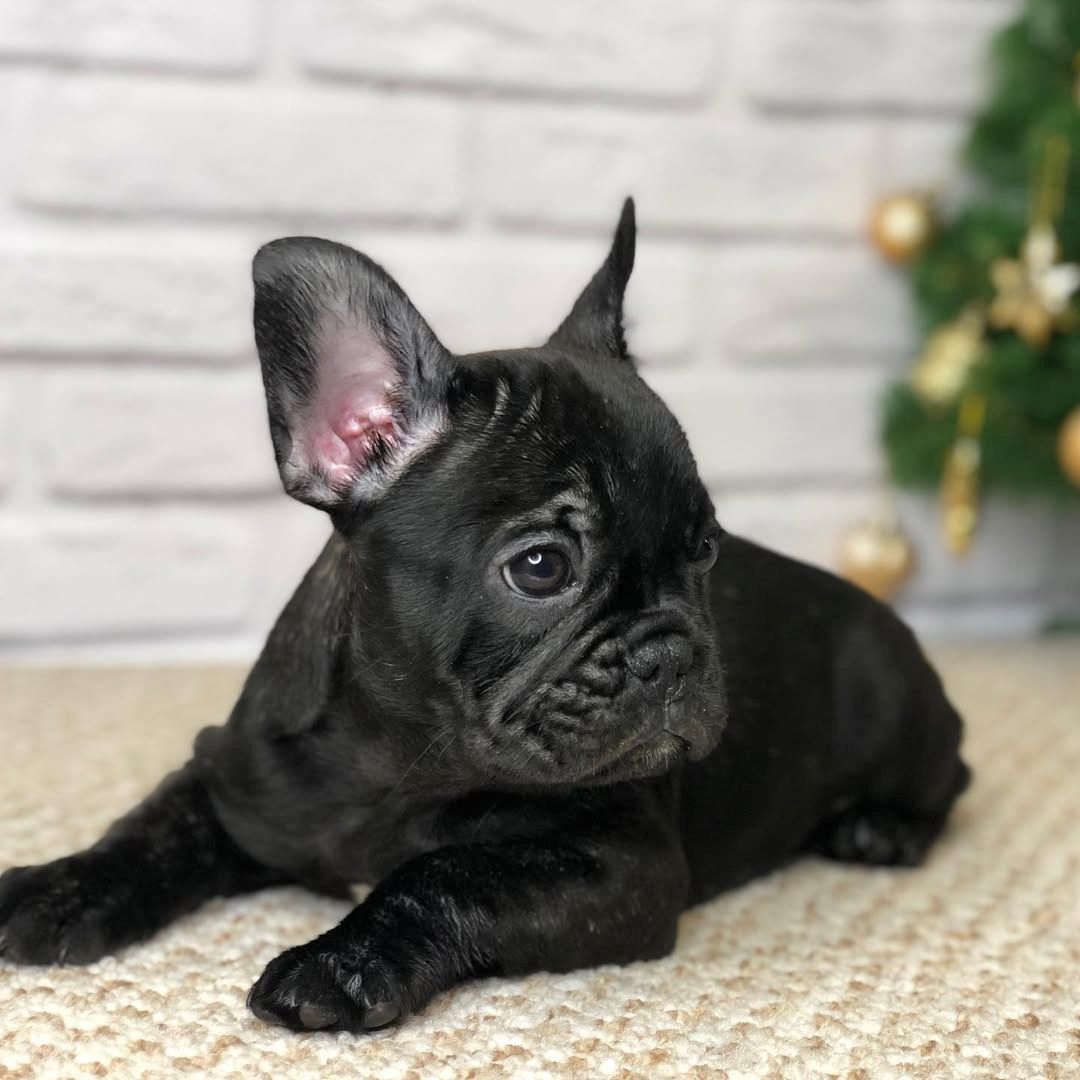 Französische Bulldoggen Welpen zu Verkaufen
