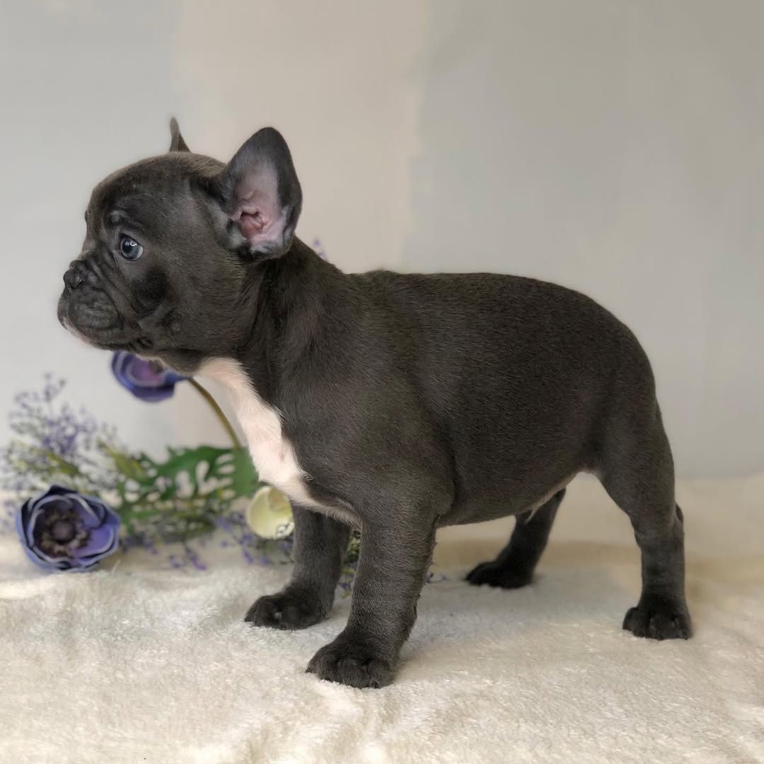 Französische Bulldoggen Welpen zu Verkaufen