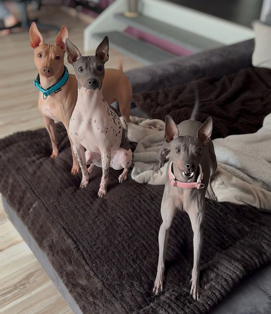 American Hairless Terrier Wurfankündigung
