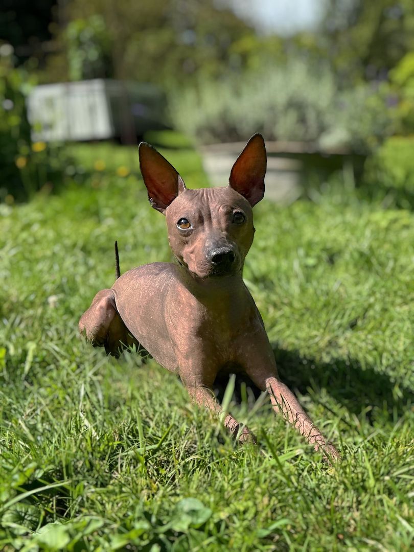 American Hairless Terrier Wurfankündigung