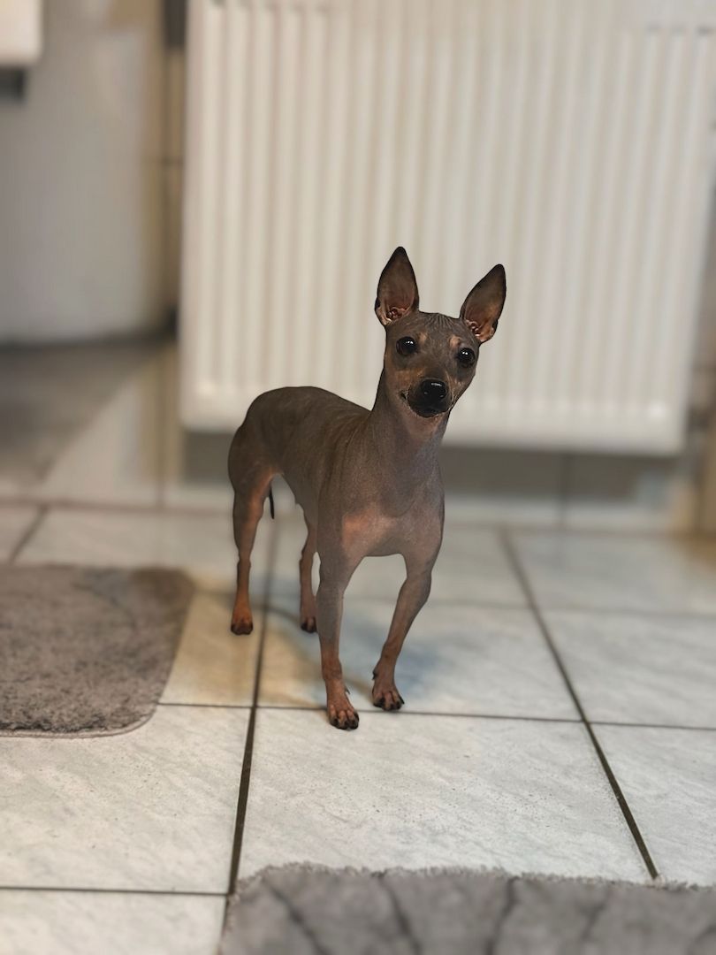 American Hairless Terrier Wurfankündigung