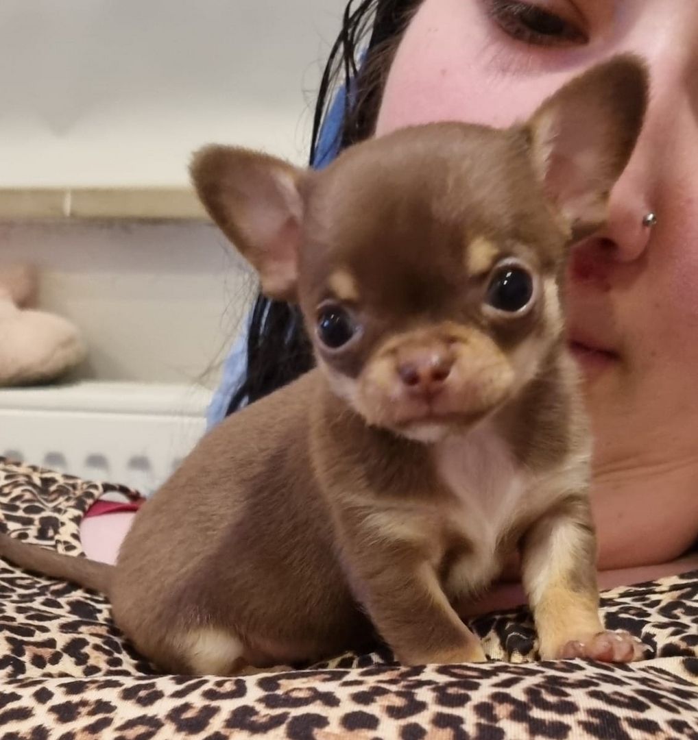 Erhältlich Mini Chihuahua Babys (Langhaar und. Kurzhaar)