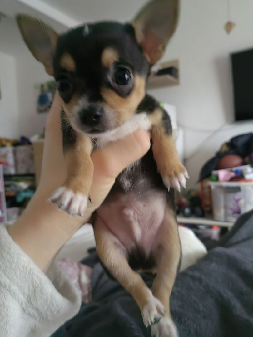 Erhältlich Mini Chihuahua Babys (Langhaar und. Kurzhaar)