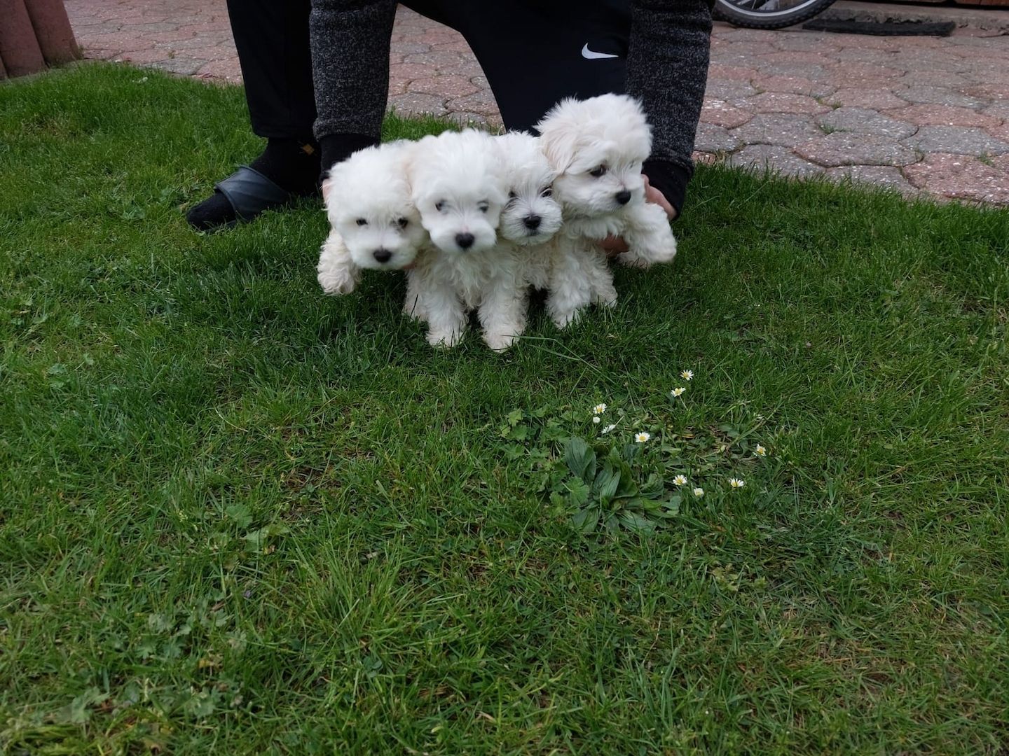 Superkleine Erhältlich Mini Malteser Babys Welpen 