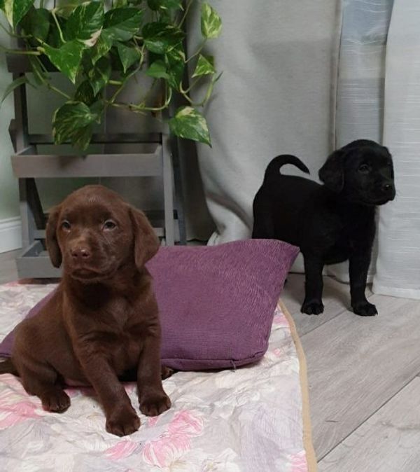 Labrador Retriever Welpen