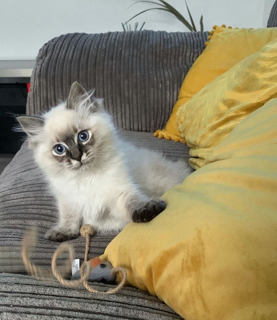 Wunderschöne Ragdoll-Katzen suchen ein liebevolles Zuhause!