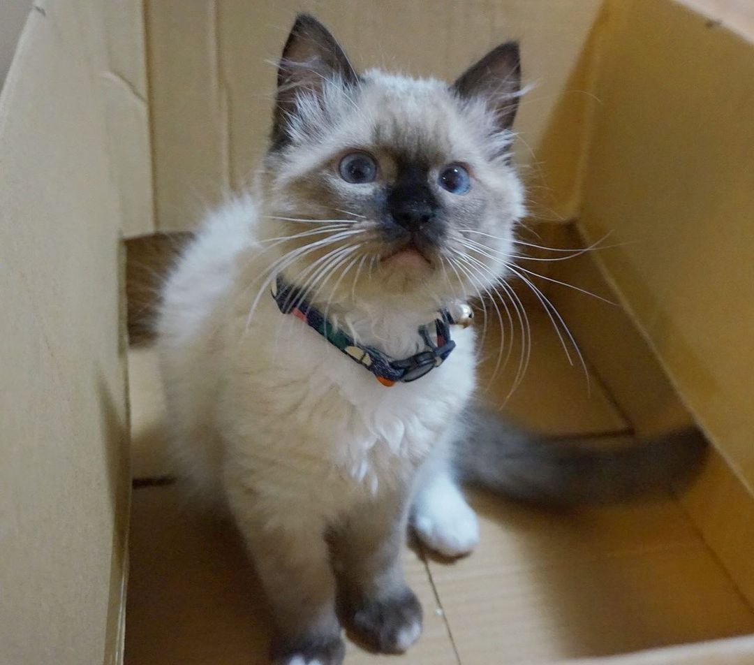 Wunderschöne Ragdoll-Katzen suchen ein liebevolles Zuhause!