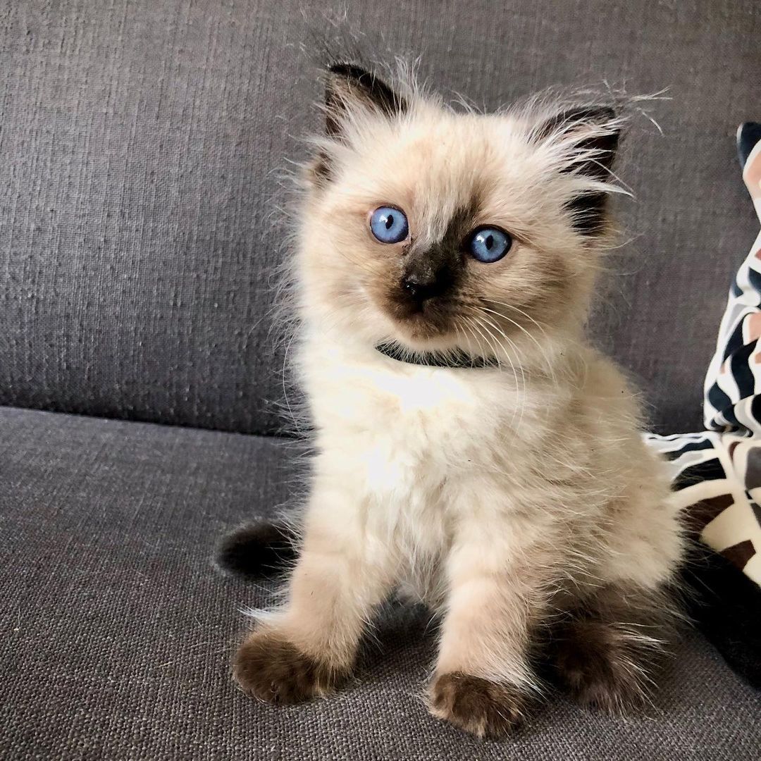 Sanftmütige Ragdoll-Katzen suchen ein liebevolles Zuhause!