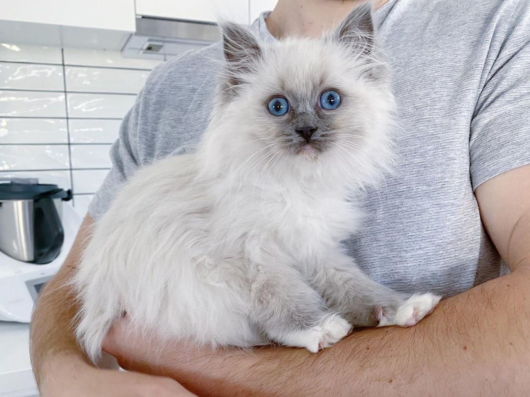Sanftmütige Ragdoll-Katzen suchen ein liebevolles Zuhause!