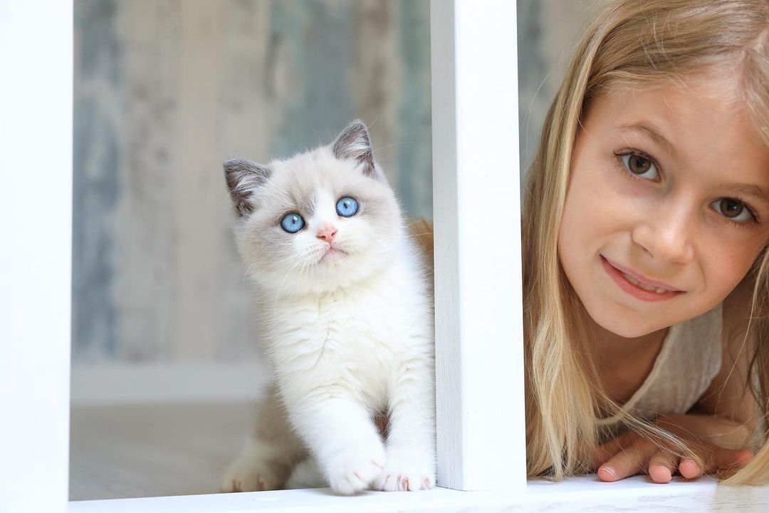 Wunderschöne Britisch-Kurzhaar-Katzen