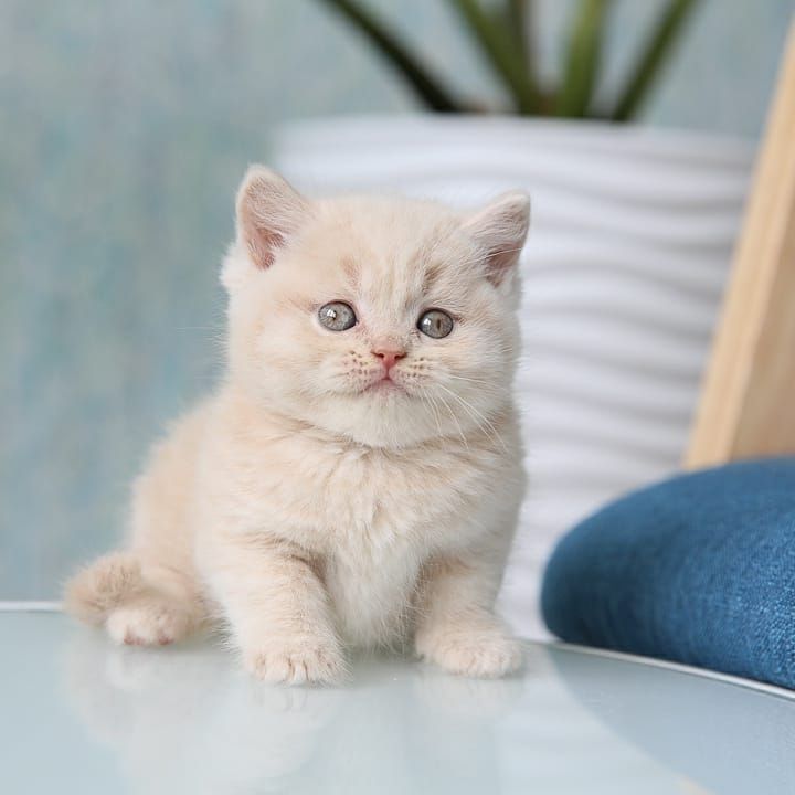 Britisch-Kurzhaar-Katzen suchen ein liebevolles Zuhause!