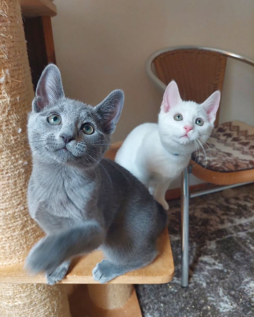 Reinrassige Russisch Blau Katzen 