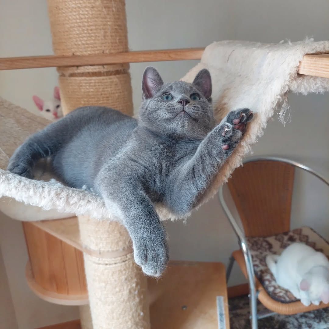 Reinrassige Russisch Blau Katzen 