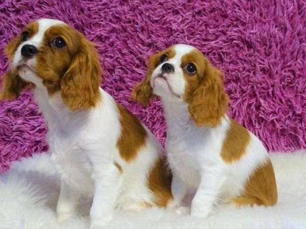Traumhafte Superkleine Erhältlich Cavalier-King-Charles Spaniel mit Papieren