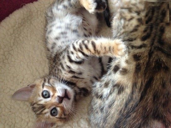 Niedliche exotische Bengalkätzchen