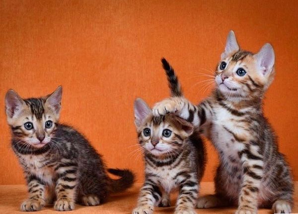 Superkleine Erhältlich  Bengal Kätzchen 