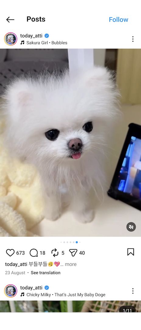 Pomeranian-Welpe zur Adoption