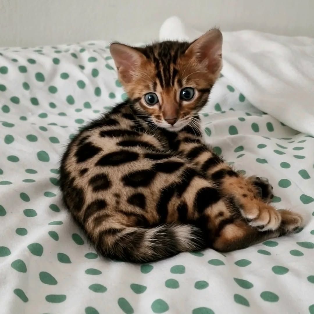 Bengalkätzchen zur Adoption