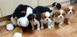 Cavalier King Charles Welpen