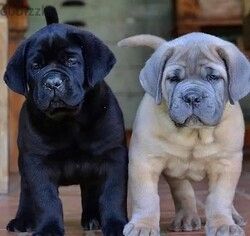 Cane Corso Welpen