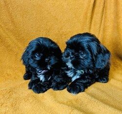 Shih-Tzu-Welpen