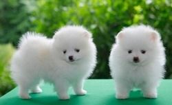 Pomeranian-Welpen