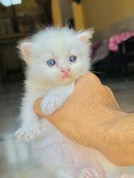 Weiße Perserkätzchen