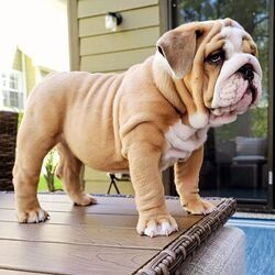 Englische Bulldoggenwelpen