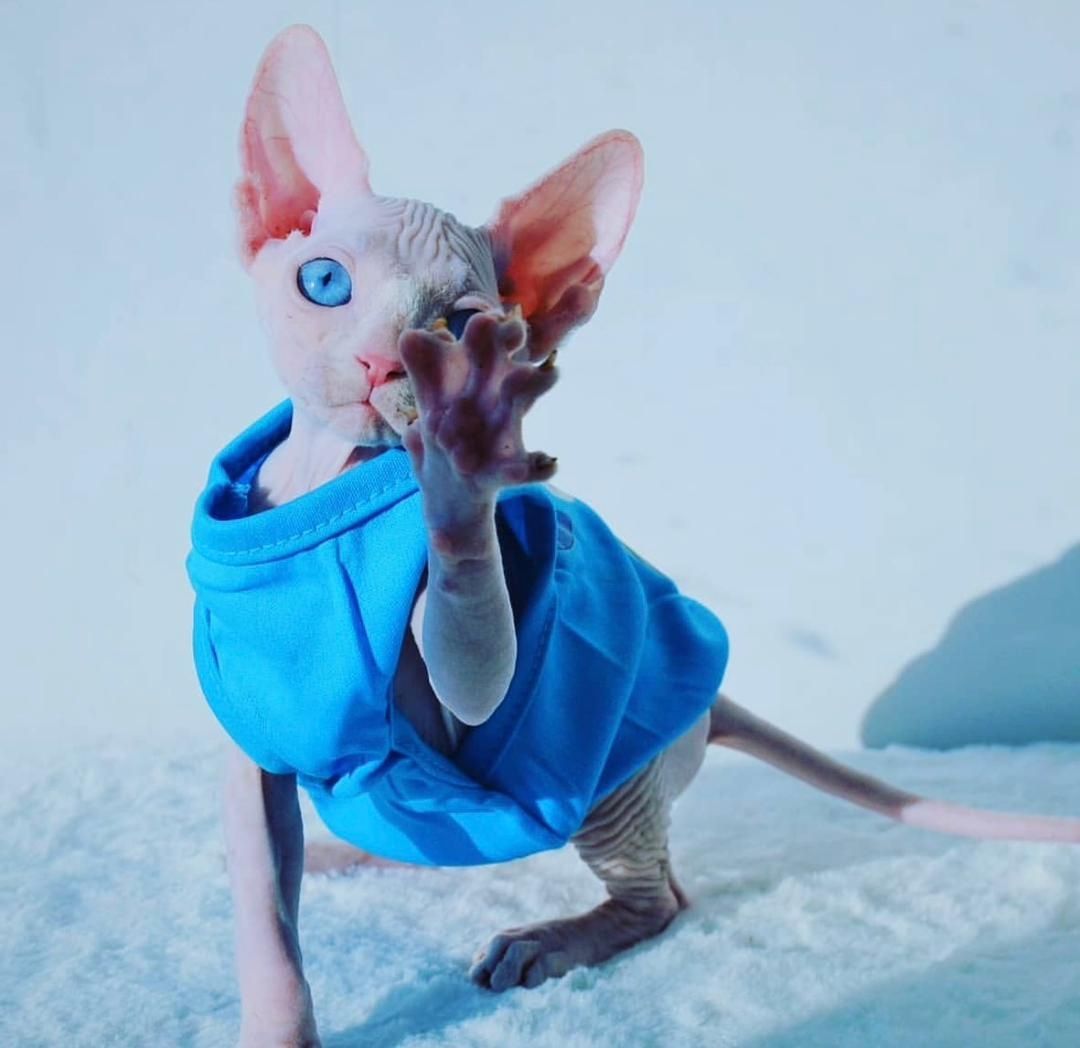 Süßes Sphynx-Baby sucht die perfekte Familie Whatsapp: +48 721-046-420