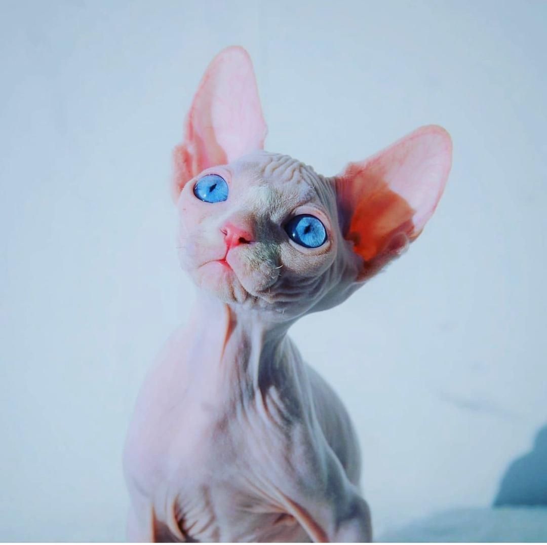 Süßes Sphynx-Baby sucht die perfekte Familie Whatsapp: +48 721-046-420