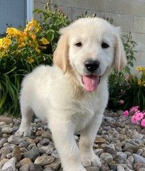 Golden Retriever Welpen