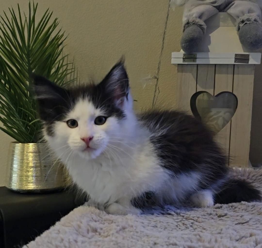 Der Letzte Traum Maine Coon Kitten im seltenen Felix Look