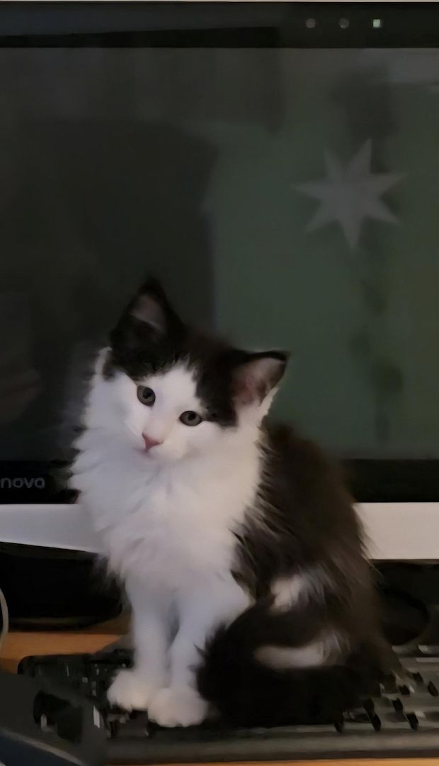 Der Letzte Traum Maine Coon Kitten im seltenen Felix Look