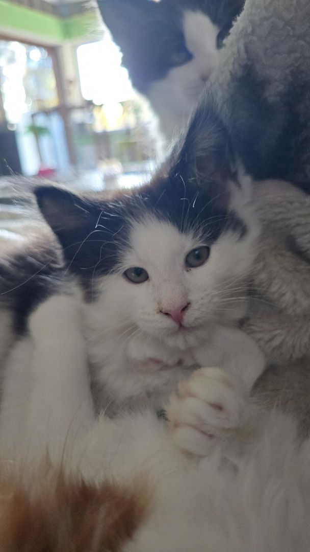 Der Letzte Traum Maine Coon Kitten im seltenen Felix Look