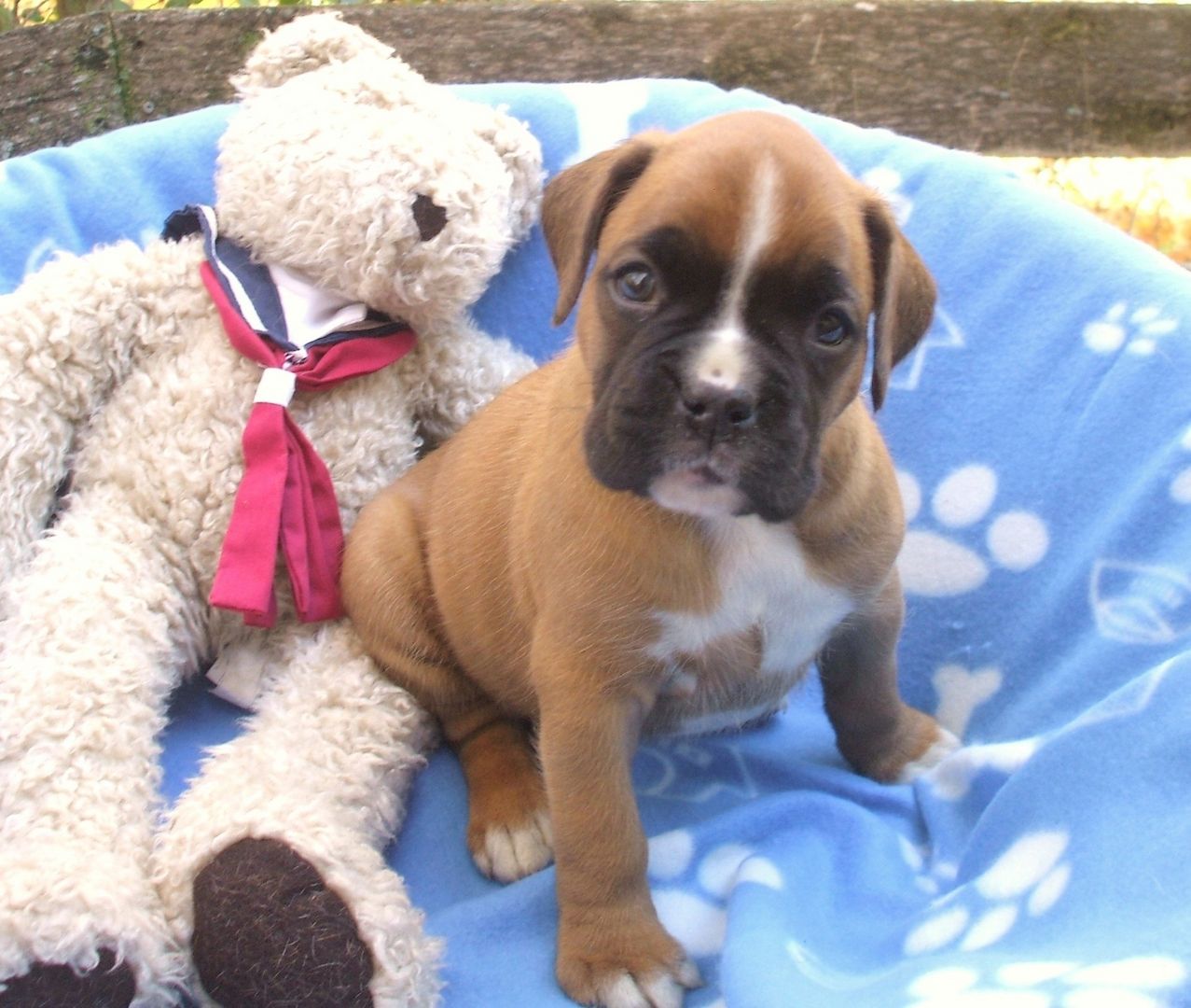 Wunderschöne Boxerwelpen
