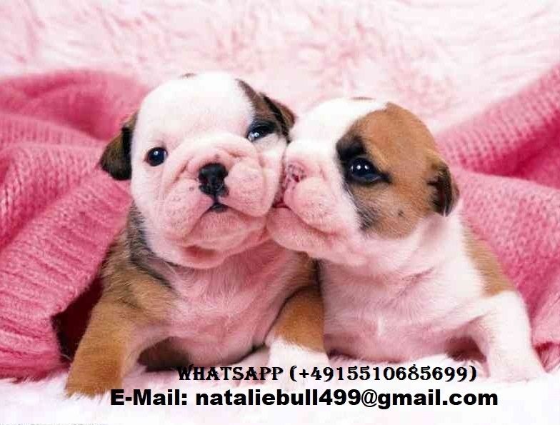 Englische Bulldoggenwelpen