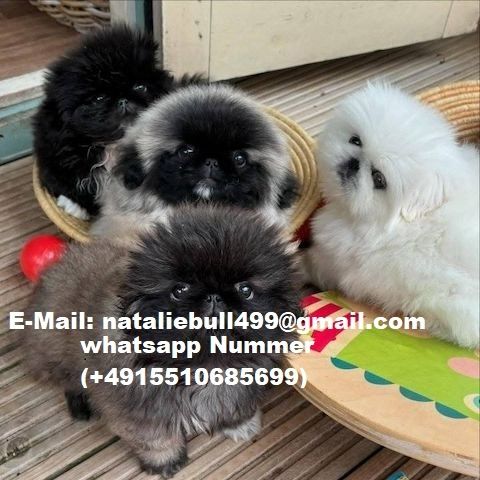 Pekinesenwelpen