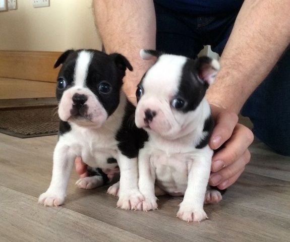 Boston Terrier Welpen