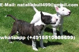 Mini  Bullterrier-Welpen (Rüden und Hündinnen) abzugeben