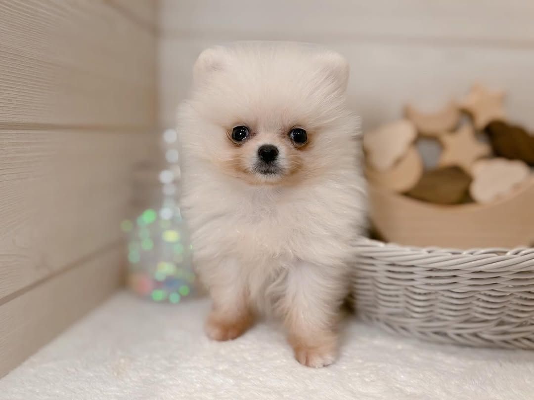 Pomeranian-Welpe zur Adoption
