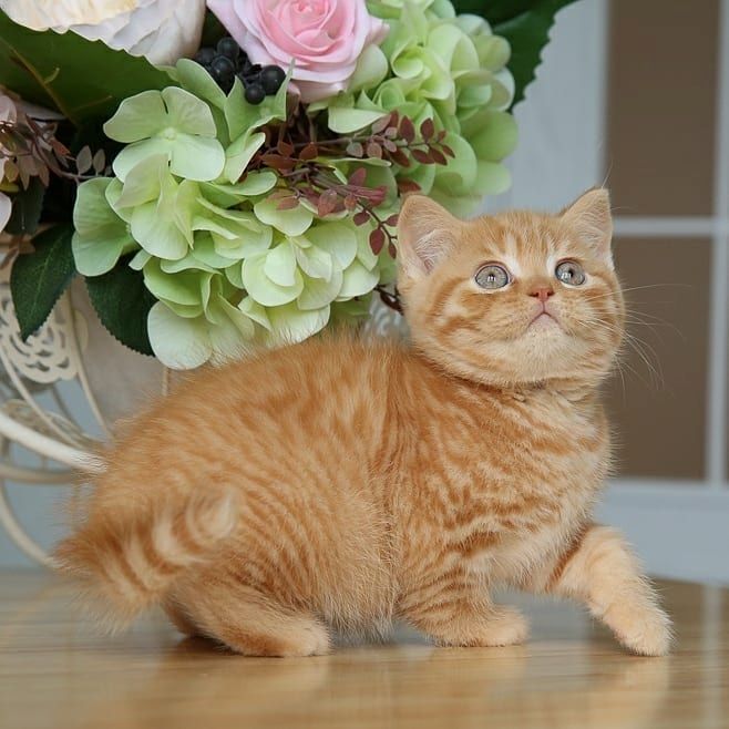 Britisch Kurzhaar Katzen zu verkaufen!