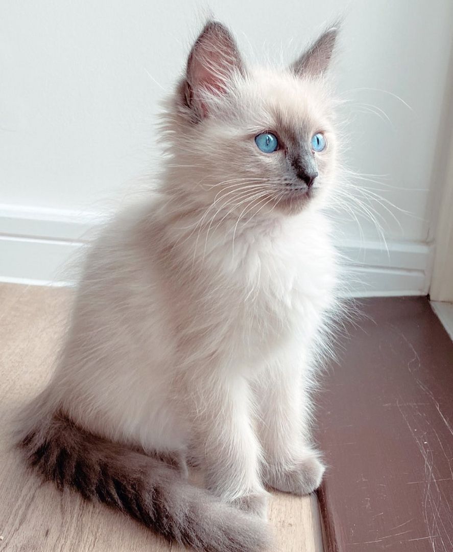 Ragdoll Katzen zu verkaufen!