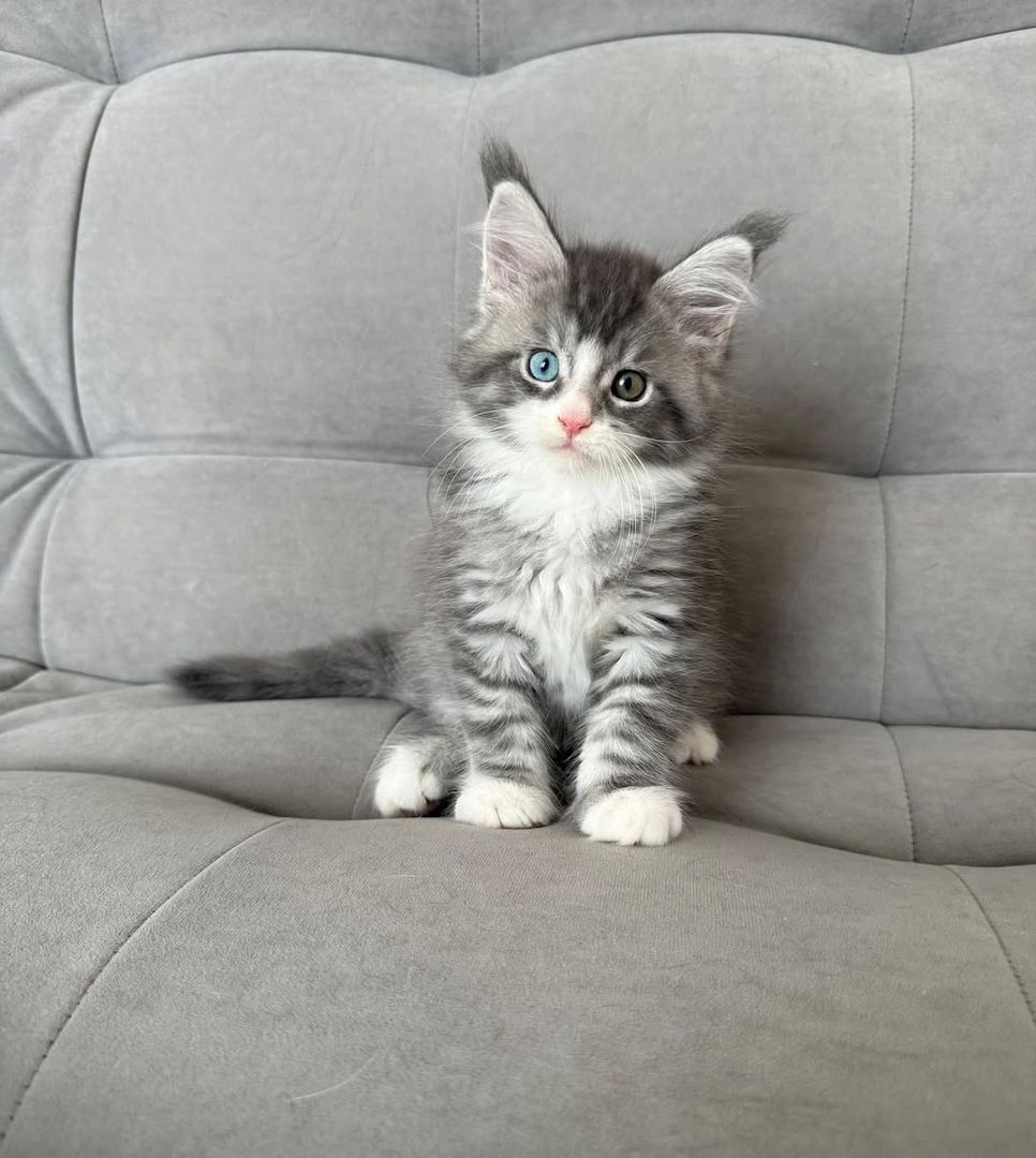 Maine Coon Katzen zu verkaufen!