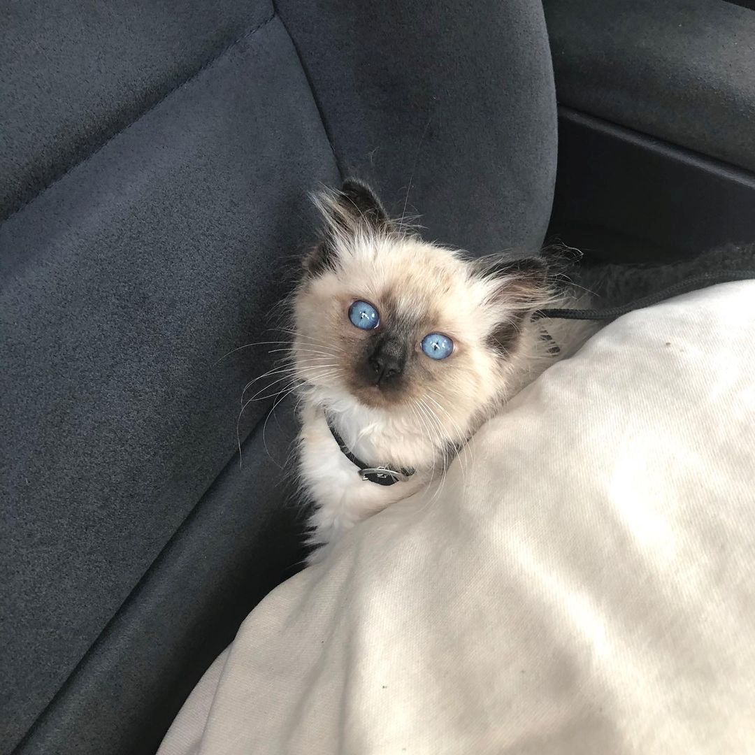 Ragdoll-Katzen zu verkaufen!